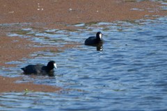Fulica americana