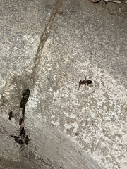 Camponotus atriceps
