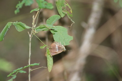 Epargyreus deleoni
