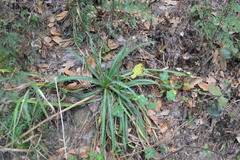 Saniculoideae