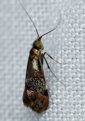 Nemophora topazias