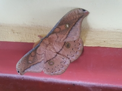 Copaxa flavina miranda