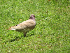 Columba livia domestica