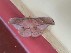 Copaxa flavina miranda