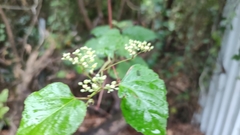 Ampelopsis glandulosa heterophylla