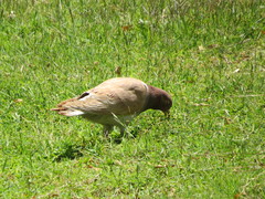 Columba livia domestica