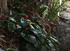 Scadoxus membranaceus