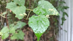 Ampelopsis glandulosa heterophylla