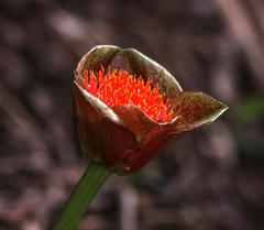 Scadoxus membranaceus