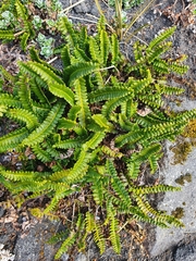 Blechnum penna-marina