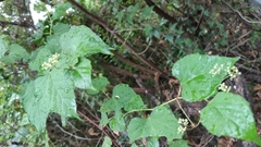 Ampelopsis glandulosa heterophylla