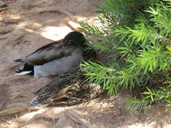 Anas platyrhynchos
