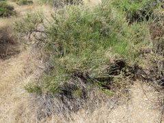 Baccharis brachyphylla