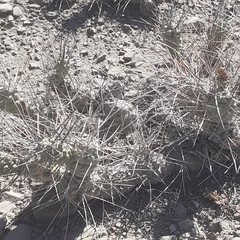 Tephrocactus aoracanthus