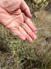 Aristida ternipes gentilis