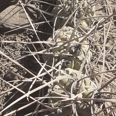 Tephrocactus aoracanthus