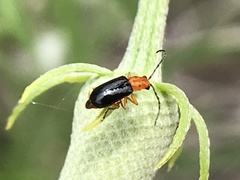 Phyllecthris