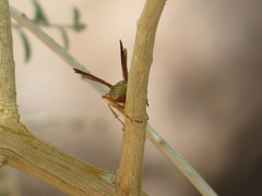 Polistes