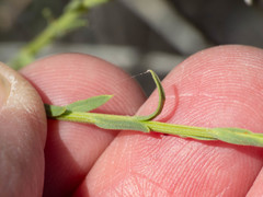 Baccharis brachyphylla