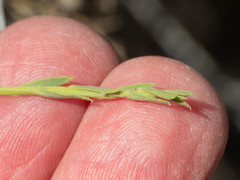 Baccharis brachyphylla