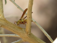 Polistes