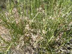 Baccharis brachyphylla