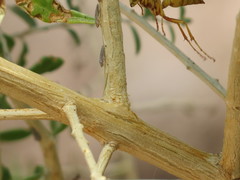 Polistes