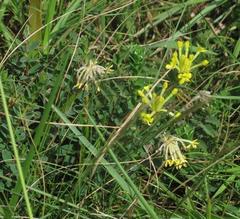 Lasiosiphon anthylloides