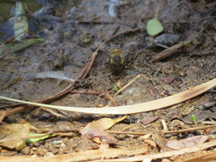 Apis mellifera