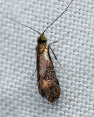 Nemophora topazias