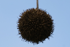 Platanus occidentalis