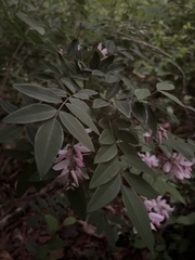 Indigofera kirilowii