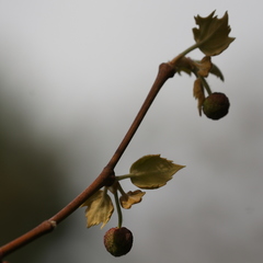 Platanus occidentalis