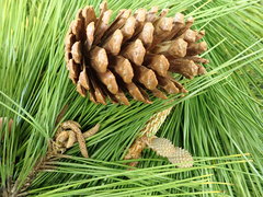 Pinus luchuensis