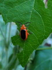 Disonycha discoidea
