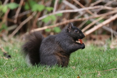 Sciurus carolinensis