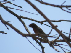 Haemorhous mexicanus