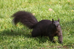 Sciurus carolinensis