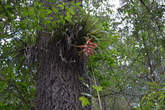 Tillandsia prodigiosa