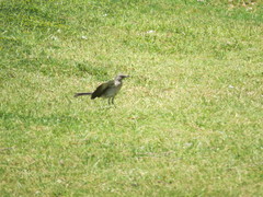 Mimus polyglottos
