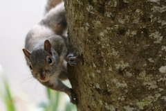 Sciurus carolinensis