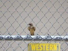 Mimus polyglottos