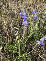 Salvia farinacea