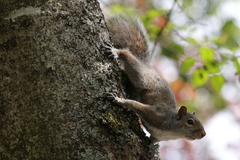 Sciurus carolinensis