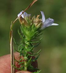 Roella glomerata
