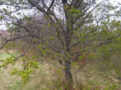 Pinus banksiana image