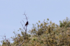 Spizella atrogularis