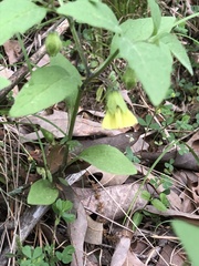 Physalis virginiana
