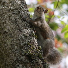 Sciurus carolinensis