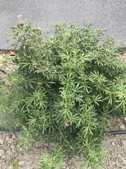 Choisya ×dewitteana